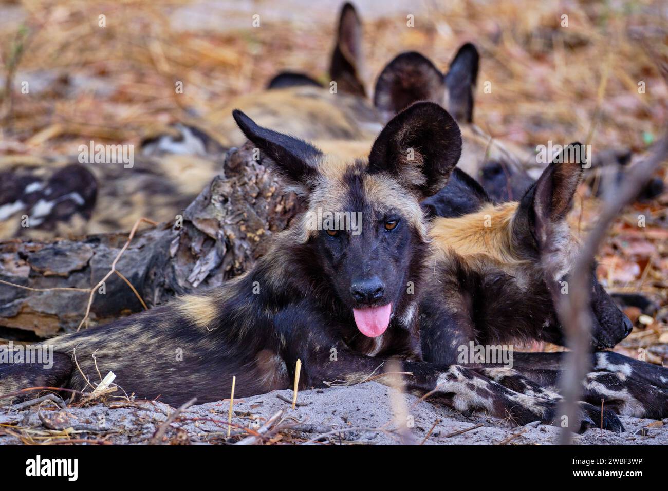 Zimbabwe, Matabeleland North, province, Hwange national park, painted