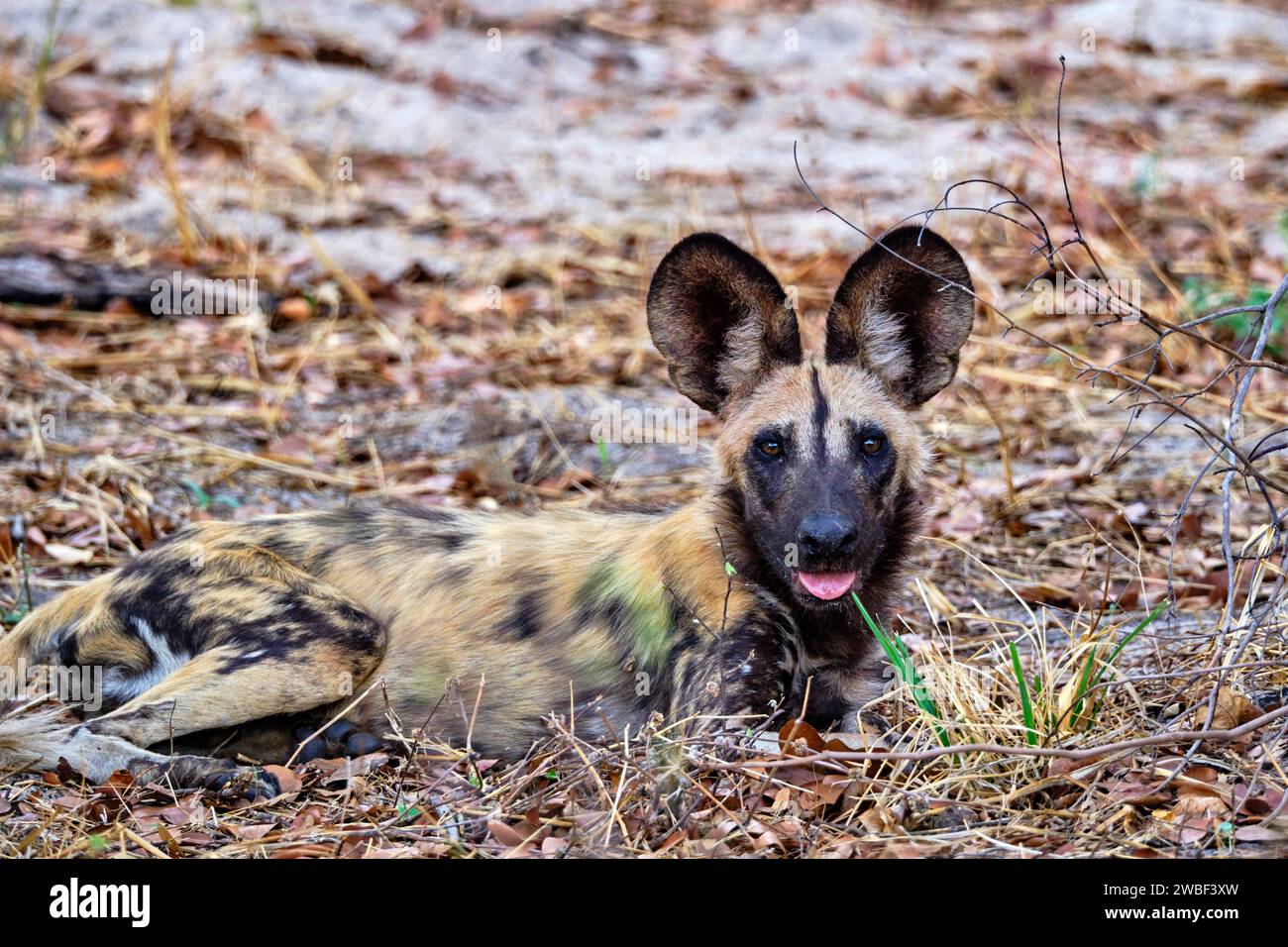 Zimbabwe, Matabeleland North, province, Hwange national park, painted