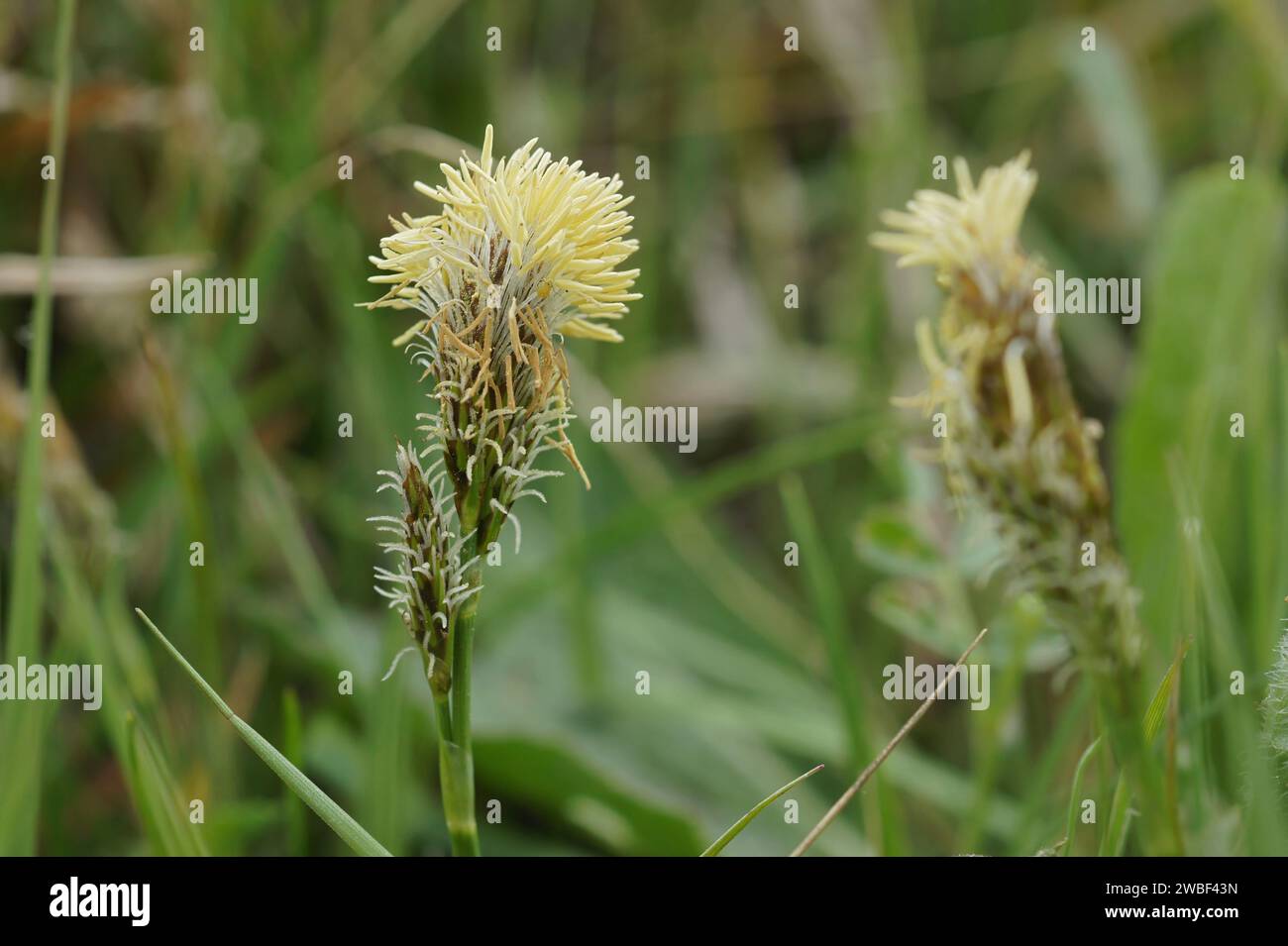 Natural closeup on the springtime blossoming Mop-headed Sedge, Carex caryophyllea Stock Photo