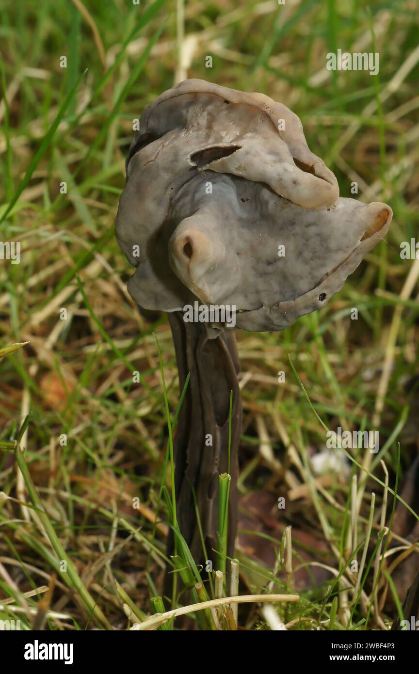 Natural vertical closeup on the slate grey saddle or fluted black elfin saddle mushroom, Helvella lacunosa Stock Photo