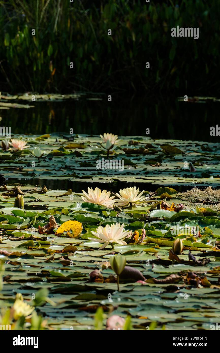 This picture captures a tranquil marsh scene, showcasing a body of water filled with colorful lotus flowers Stock Photo