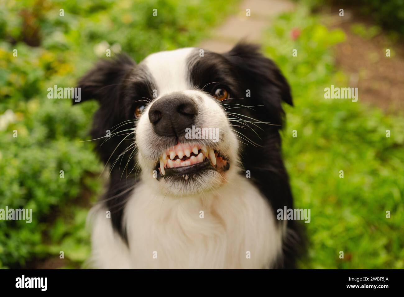 Dangerous angry dog. Aggressive puppy dog border collie baring teeth
