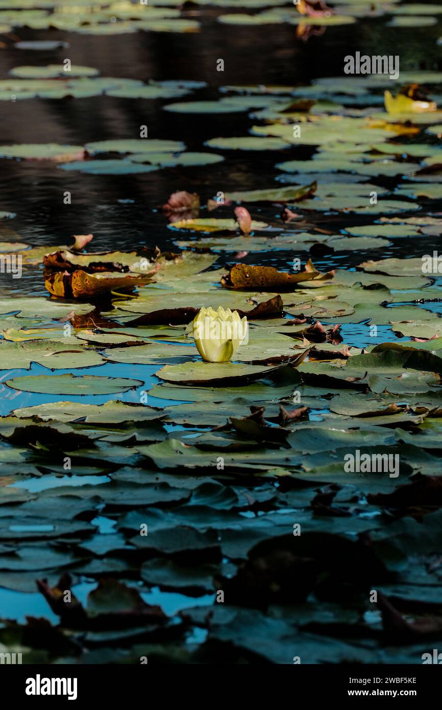 A tranquil pond surrounded by lush foliage features a serene surface covered by vibrant yellow water lilies, creating a peaceful atmosphere Stock Photo