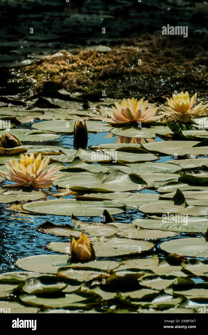 Curated visual reference: Gallery Detail: Creating Serene Peaceful Atmosphere Hi Res Stock Photography And Images
