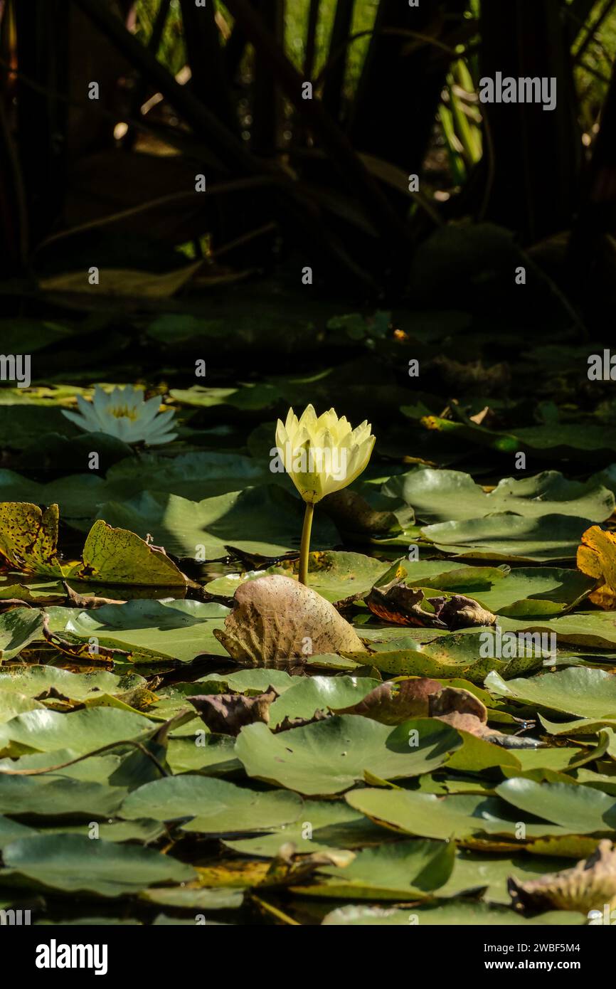 A vibrant yellow lotus flower blooms amidst lush green foliage against a clear background Stock Photo