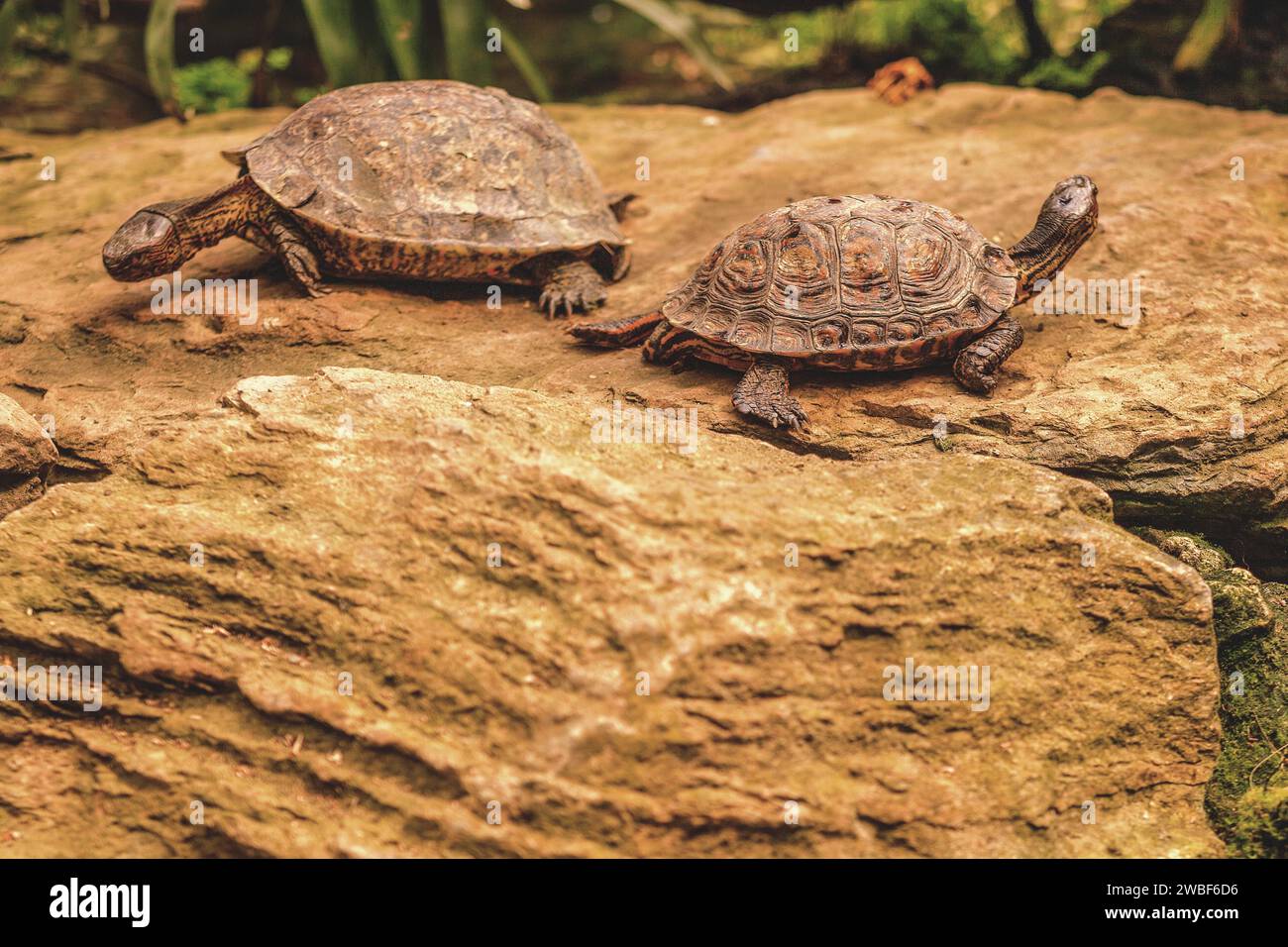 Two tortoises sunbathing on rocks, Krefeld Zoo, Krefeld, North Rhine-Westphalia, Germany Stock Photo