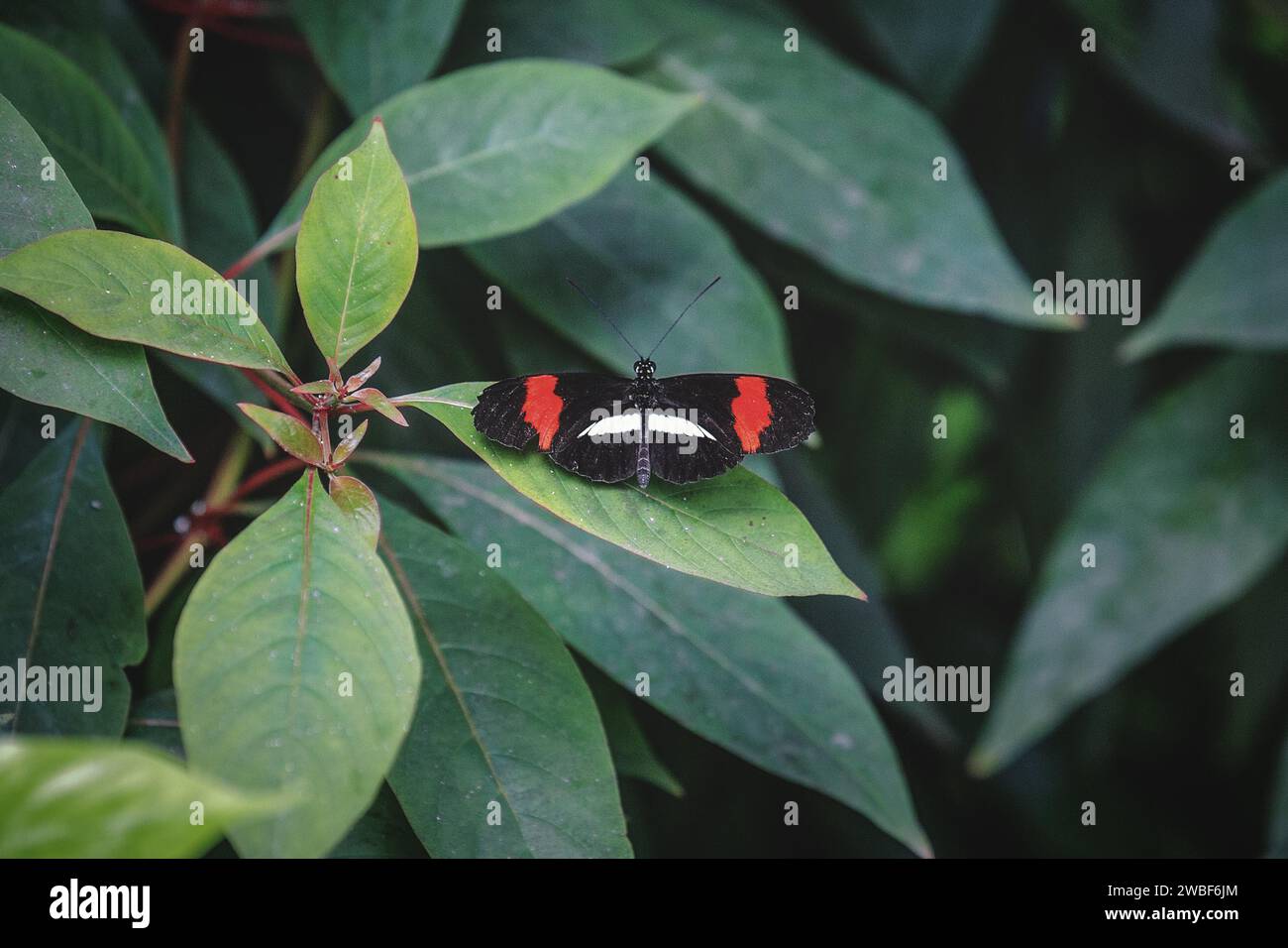 A butterfly with red and black wings on a green leaf in focus, Krefeld Zoo, Krefeld, North Rhine-Westphalia, Germany Stock Photo