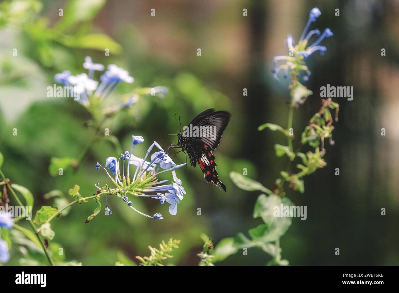 A butterfly with red and black dots on a flower, Krefeld Zoo, Krefeld, North Rhine-Westphalia, Germany Stock Photo
