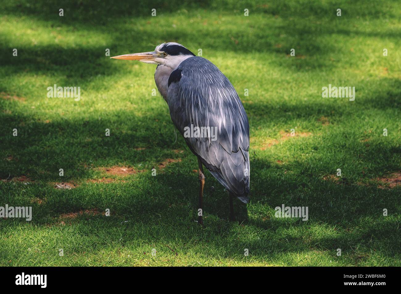A grey heron stands still on a green meadow, Krefeld Zoo, Krefeld, North Rhine-Westphalia, Germany Stock Photo