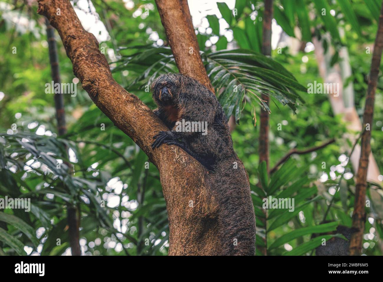 A dark mammal climbs along a tree trunk, Krefeld Zoo, Krefeld, North Rhine-Westphalia, Germany Stock Photo