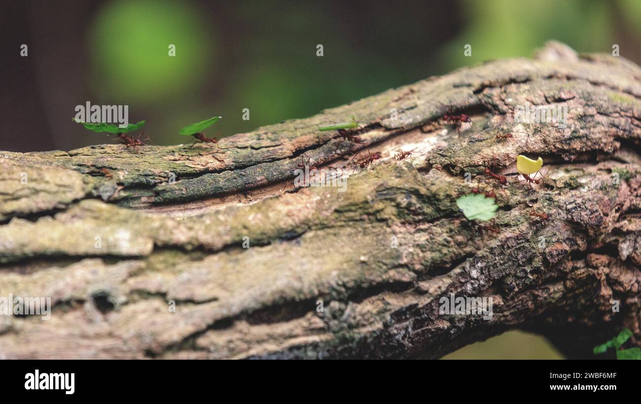 Ants on a tree bark next to a small yellow butterfly, Krefeld Zoo, Krefeld, North Rhine-Westphalia, Germany Stock Photo