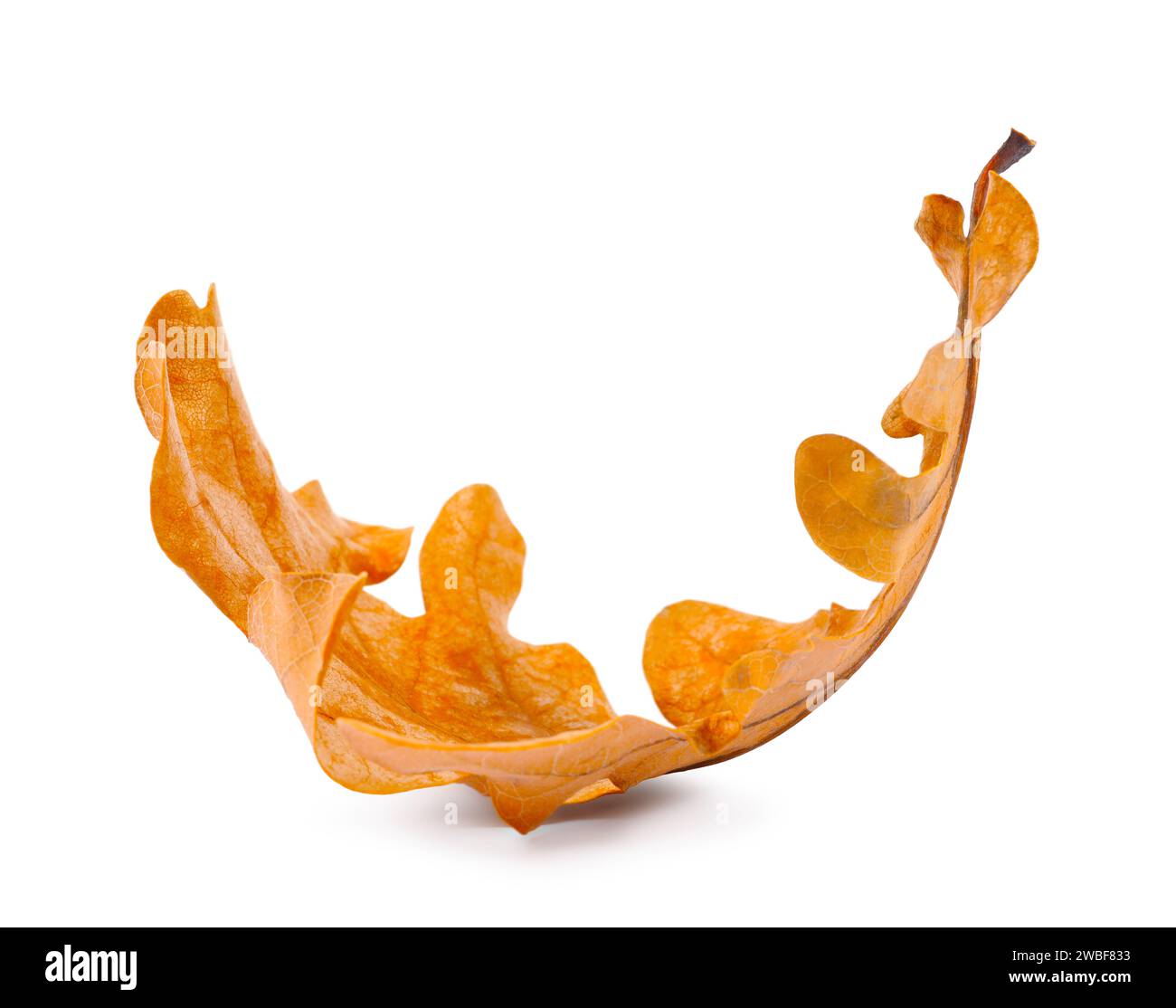 One dry fallen oak leaf hi-res stock photography and images - Alamy