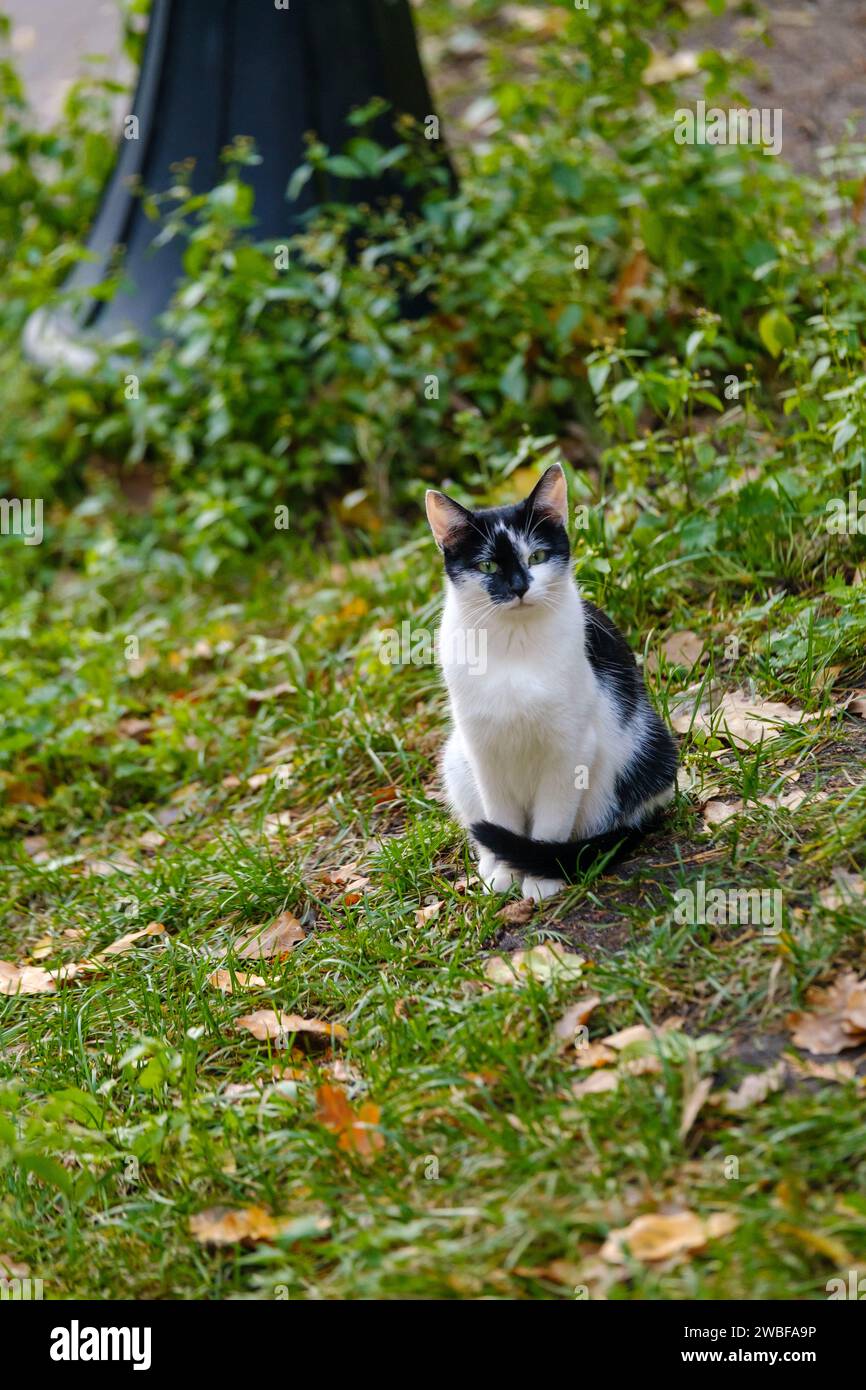 black and white cat sits attentively on a grassy lawn dotted with ...
