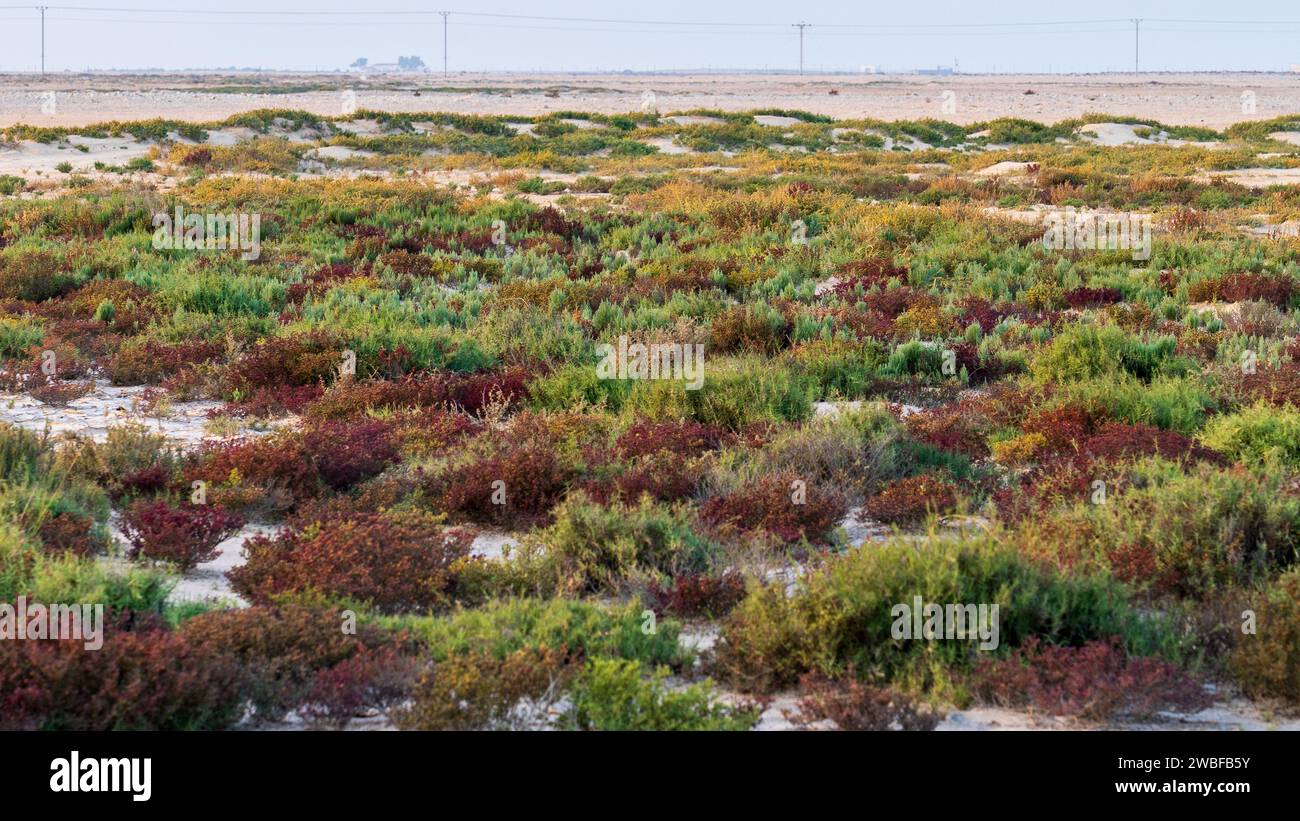 Desert landscape with colorful desert shrubs and small desert plants during the rainy season in qatar Stock Photo