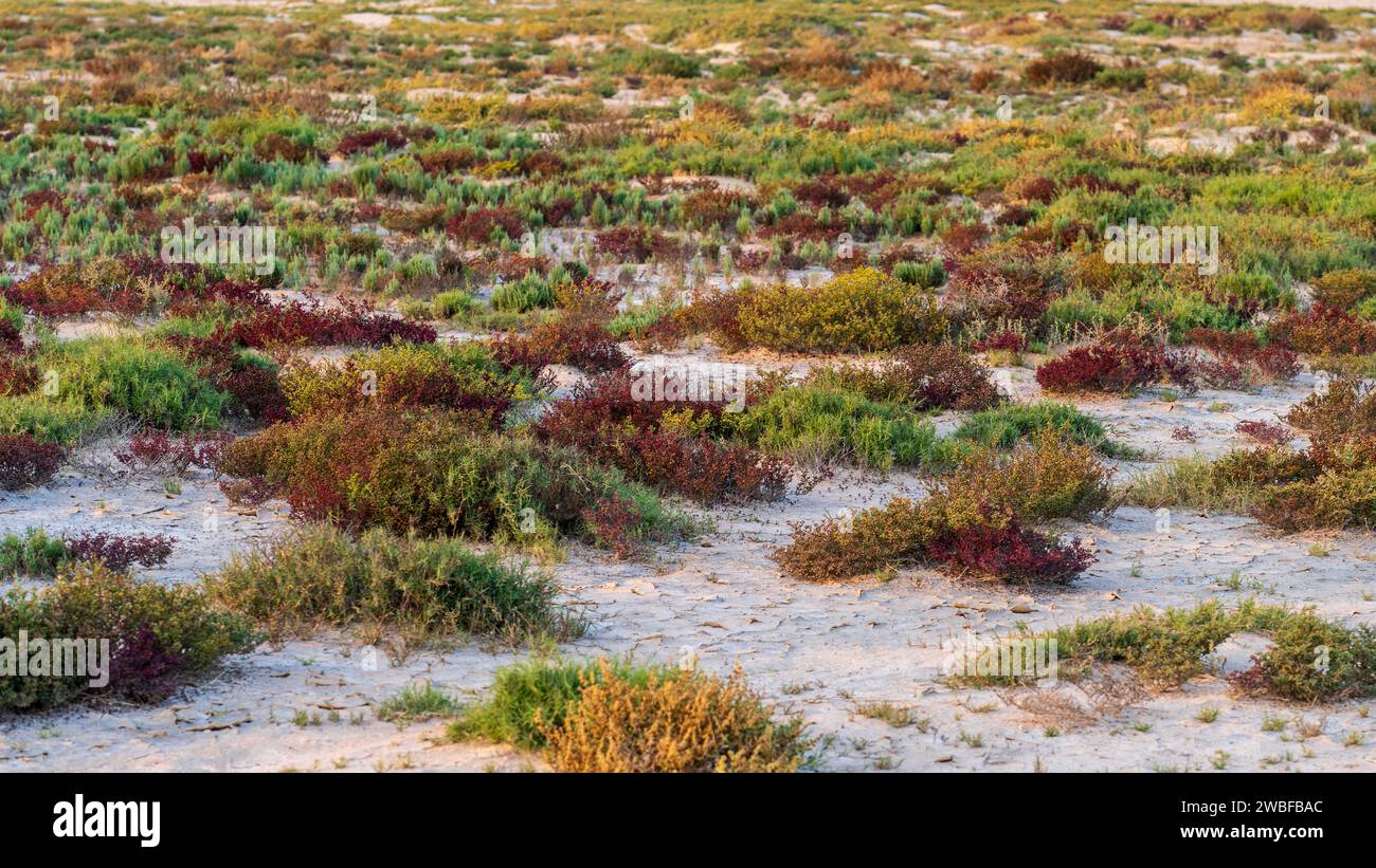 Desert landscape with colorful desert shrubs and small desert plants during the rainy season in qatar Stock Photo