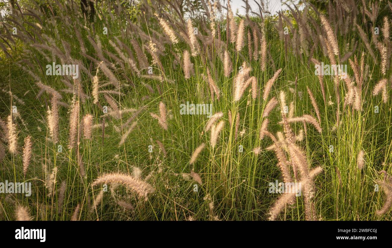 Muhlenbergia capillaris or perennail grass in qatar parks (hot zone) Stock Photo