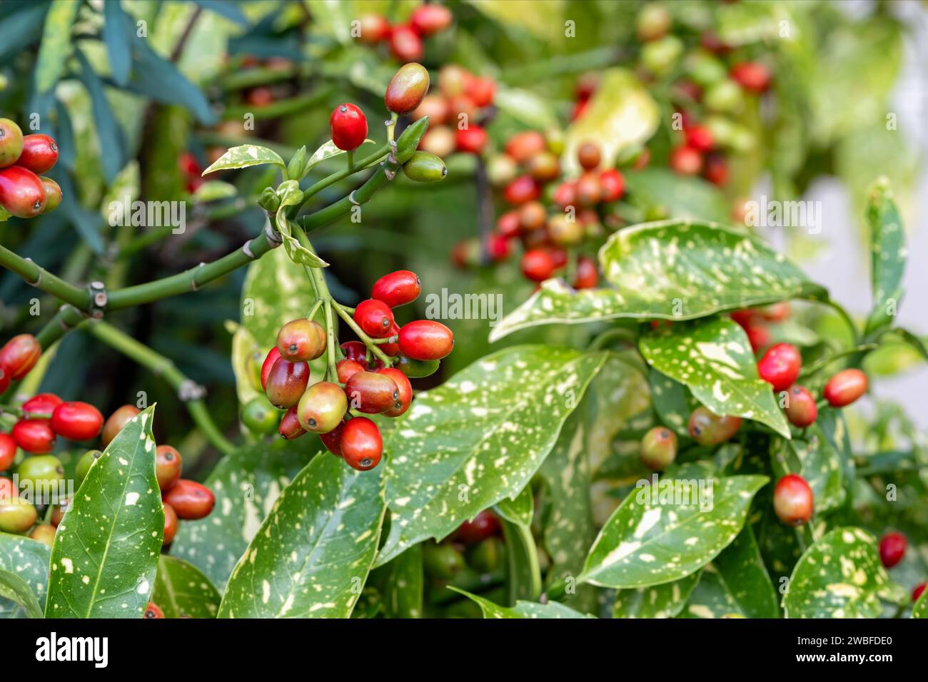 A large Aucuba Japonica shrub sometimes known as Japanese or spotted laurel. The UK garden plant has variegated leaves and red berries Stock Photo