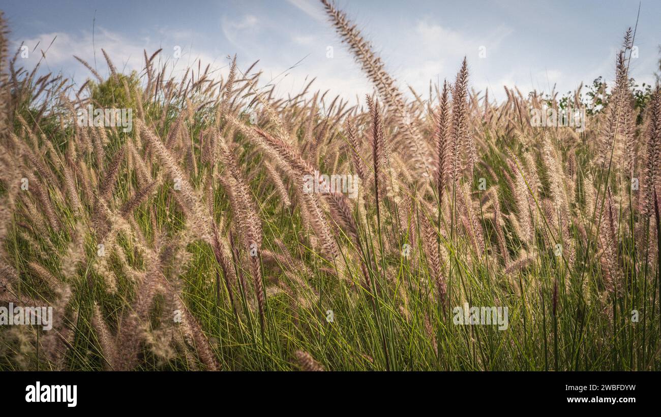 Muhlenbergia capillaris or perennail grass in qatar parks (hot zone) Stock Photo
