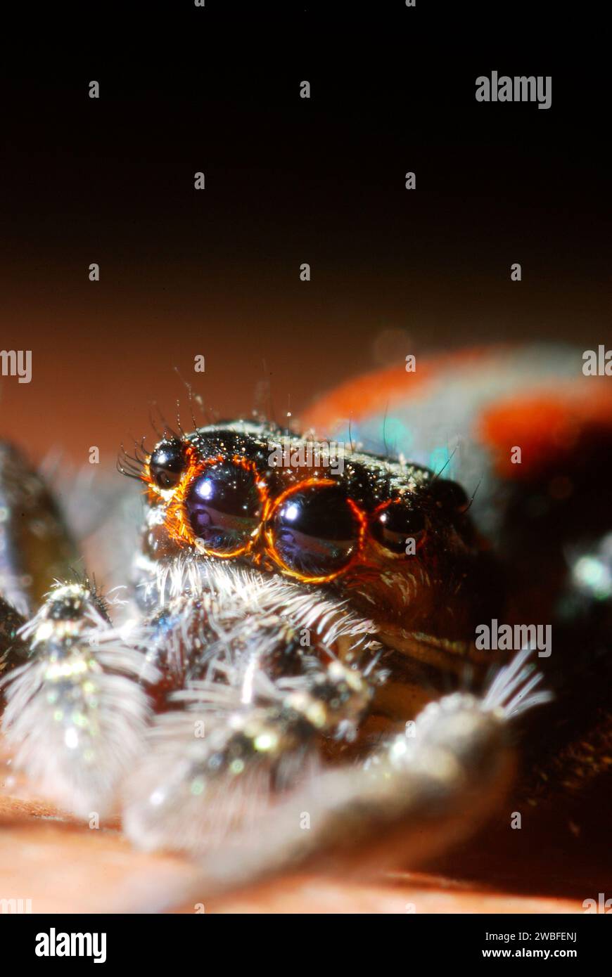 Femea de aranha saltadora, papa-moscas, Salticidae, Araneida, Arachnida.  2012. Stock Photo