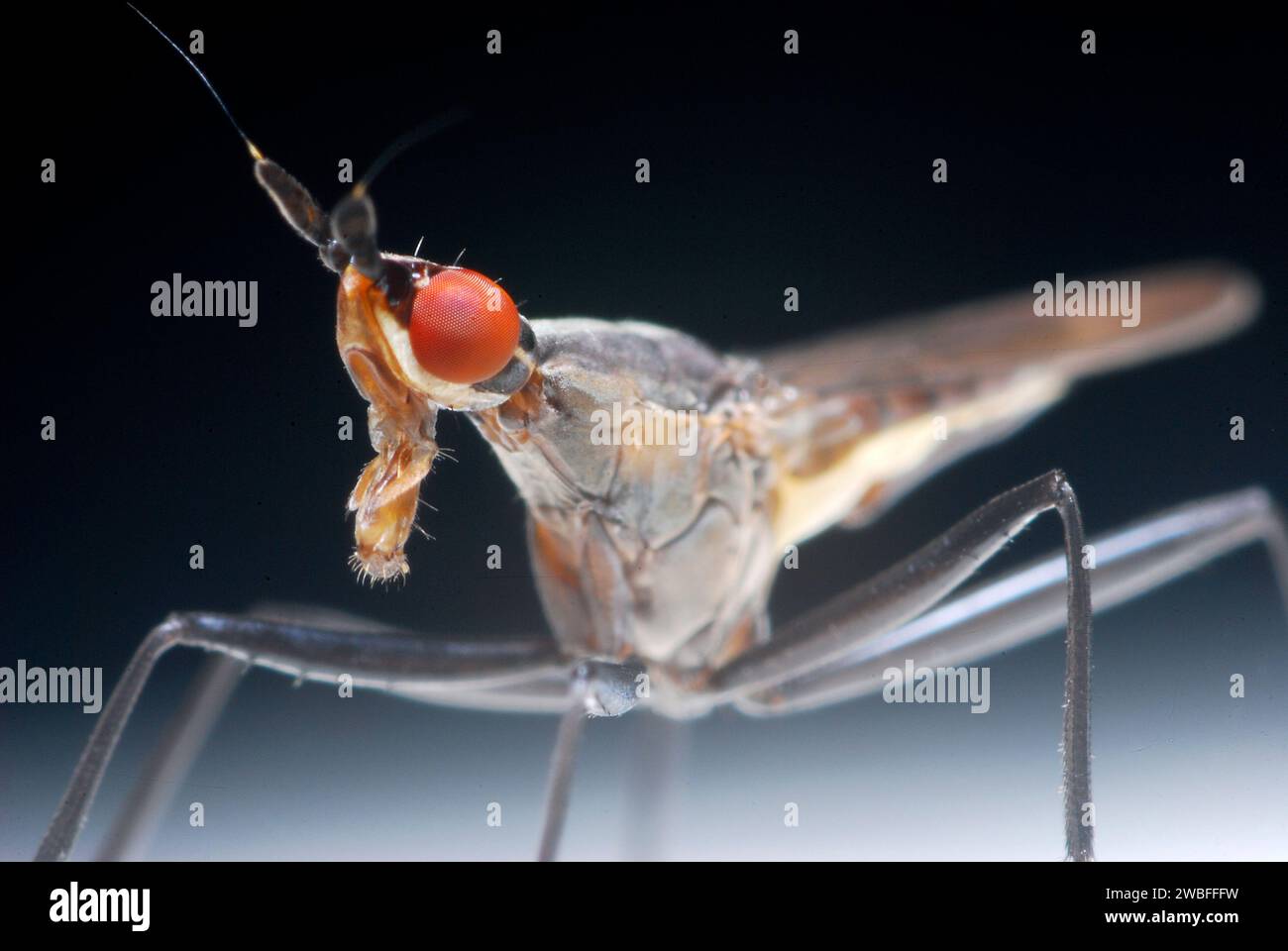 Macho de Dolichopodidae, Diptera. 2012. Stock Photo