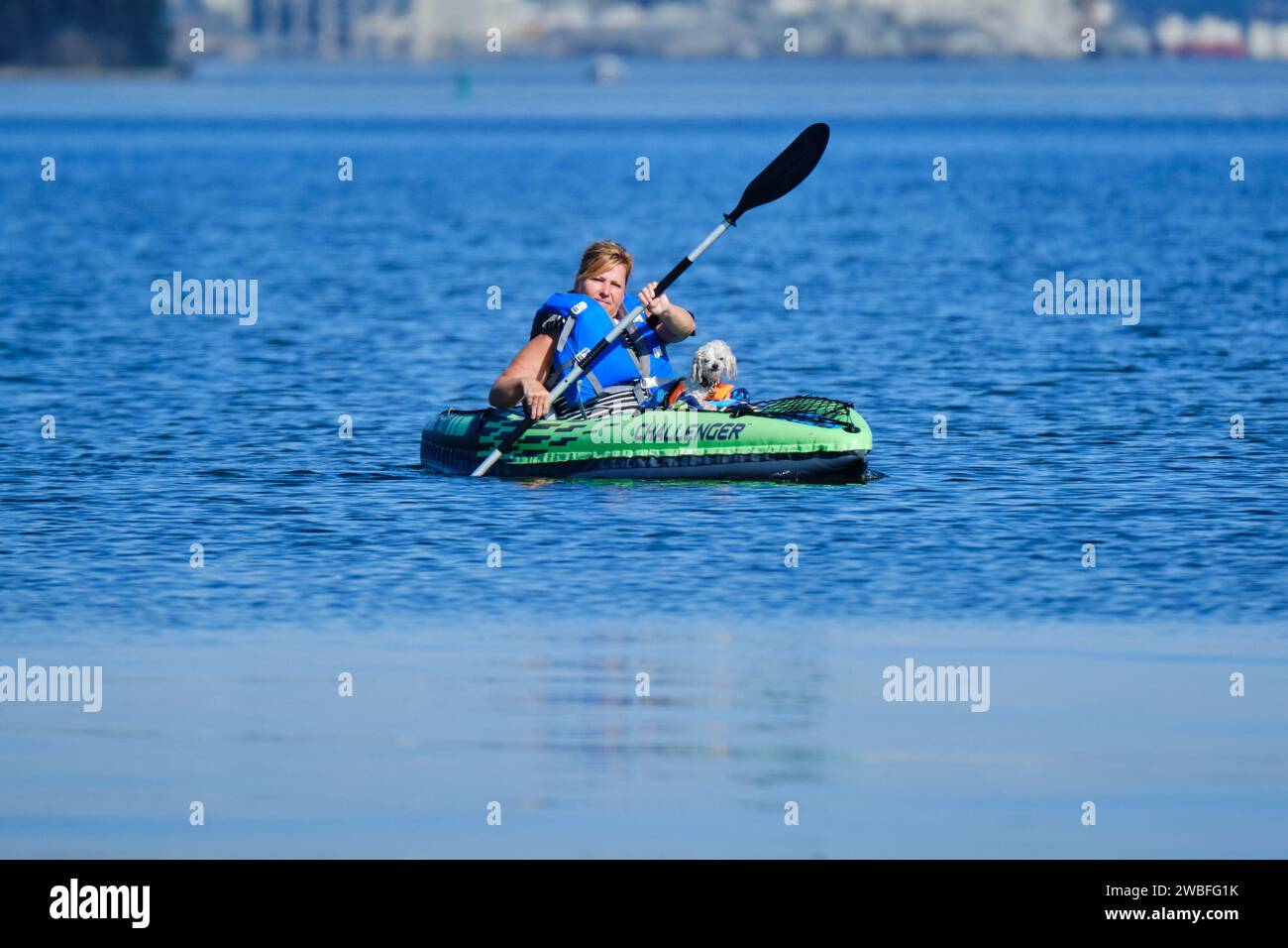 kayaking with a dog, in Halifax harbour Stock Photo Alamy