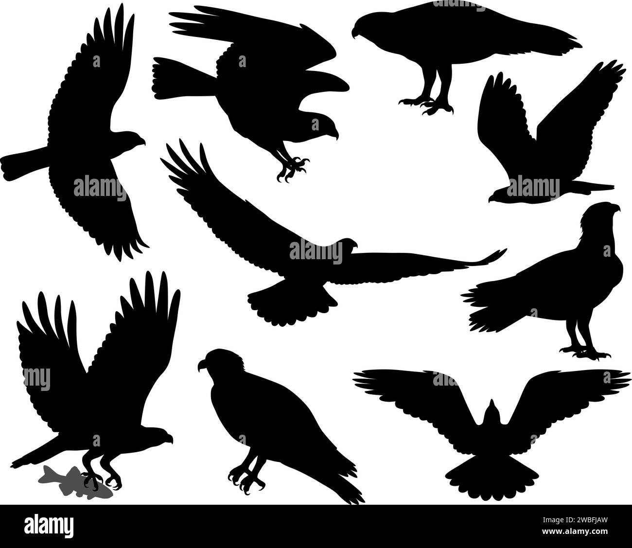 osprey-species-stock-vector-images-alamy