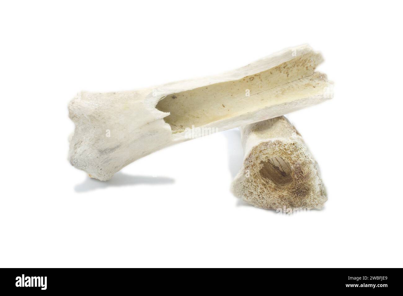 Femur bones from a sun bleached cow bovine found in nature in a pasture now serves as a dog chew toy. remains of old buffalo or cow bones that are old Stock Photo