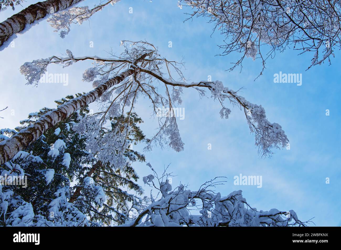 View from underneath of a tree covered in snow in a winter landscape Stock Photo