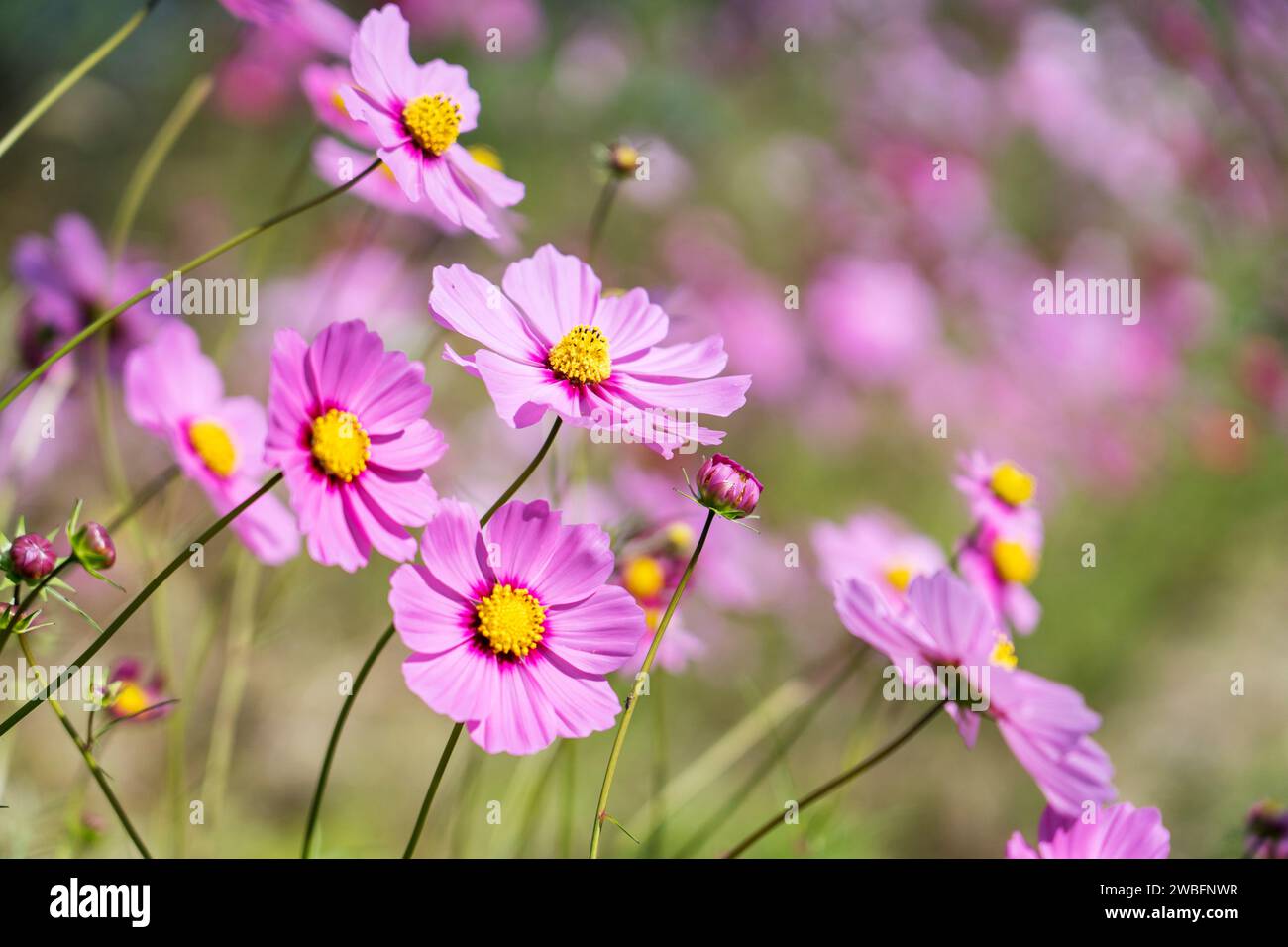 Pink cosmos flower farm hi-res stock photography and images - Alamy