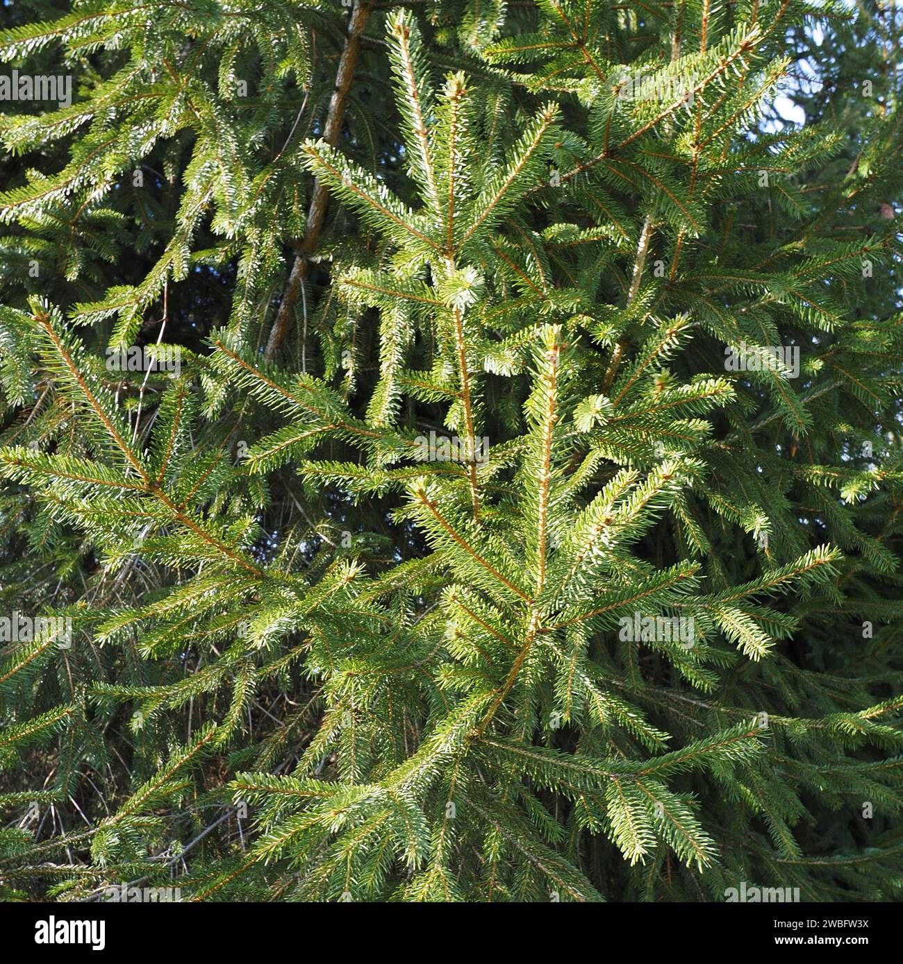 The evergreen stays green all through the year. Stock Photo
