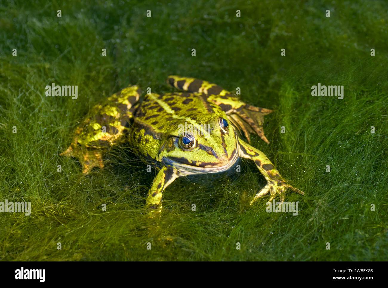 Common water frog (Pelophylax esculentus, Rana esculenta) sitting