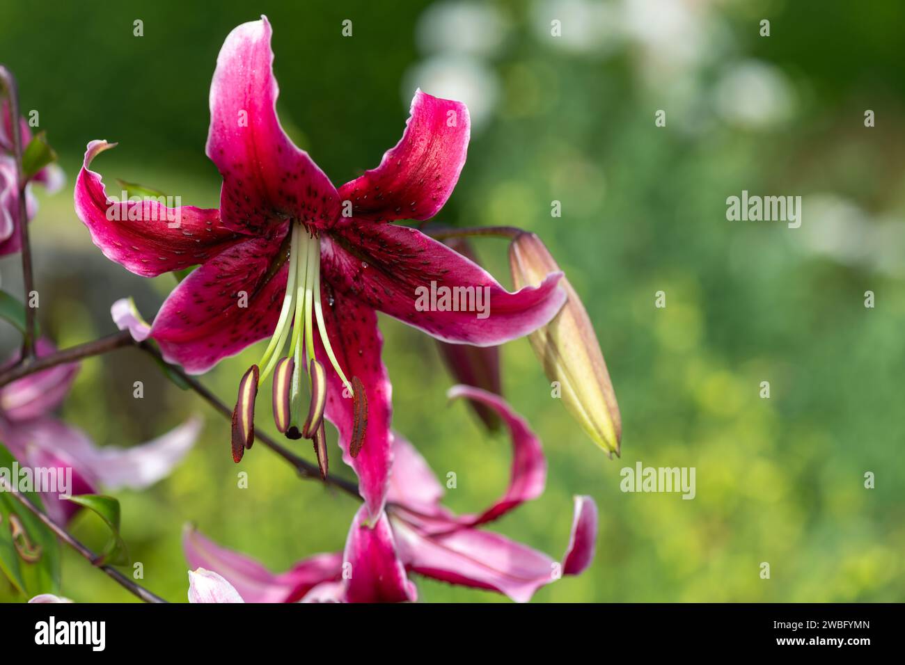 Close up of a Japanese lily (lilium speciosum) flower in bloom Stock Photo