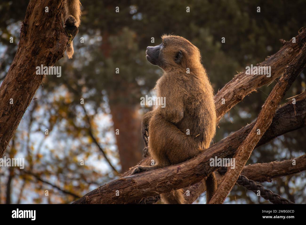 Guinea Baboon Sits on Tree Trunk in Zoo. Cute Animal in Zoological Garden in Autumn. Stock Photo