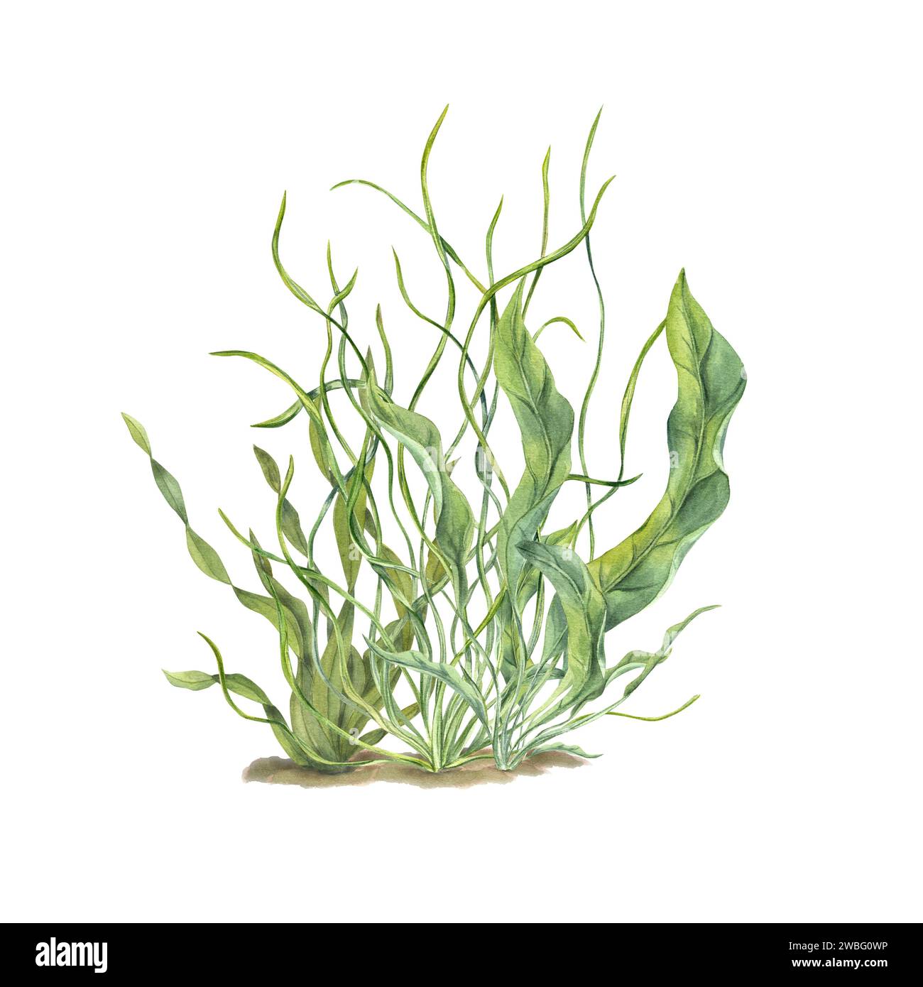 Aquarium green plants. Botanical composition with Sea grass, kelps. Algae, seaweeds. Underwater herbs. Watercolor illustration. For postcard design Stock Photo