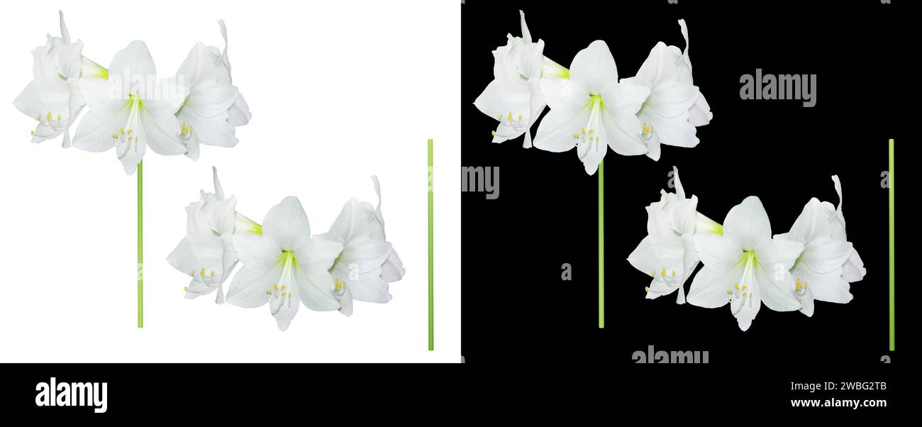 Hippeastrum white flowers , varieties - Christmas Gift on isolated white and black background Stock Photo