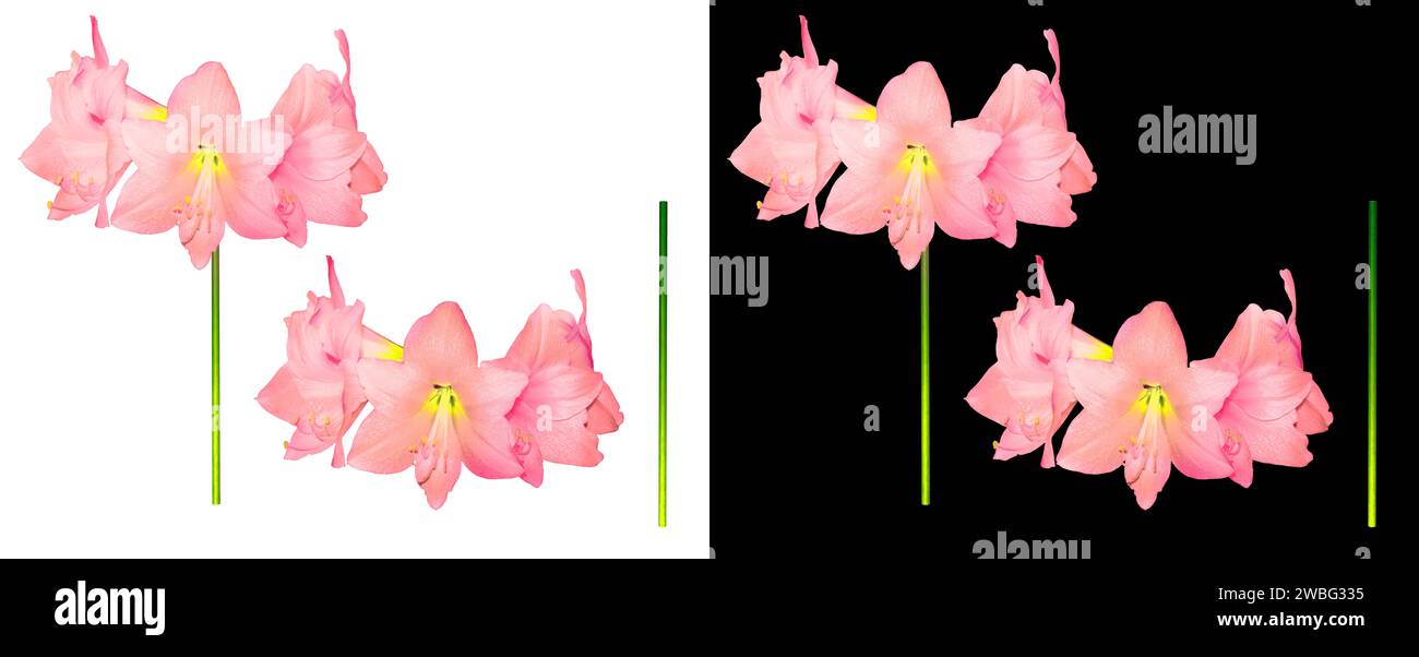 Hippeastrum pink flowers graphically processed on isolated white and black background Stock Photo