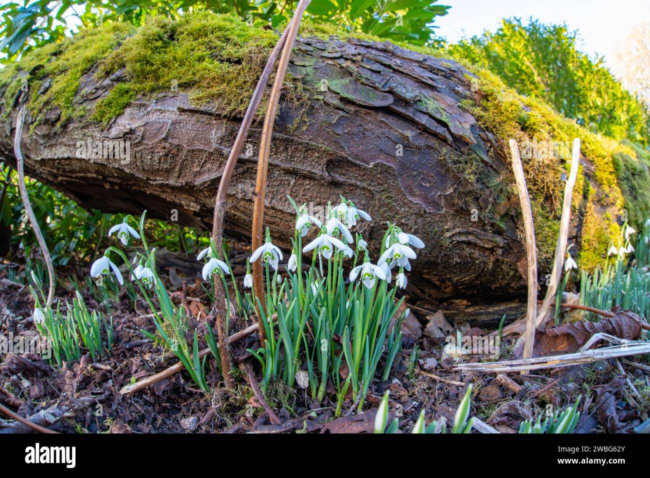 Snowdrops (Galanthus) in flower Stock Photo