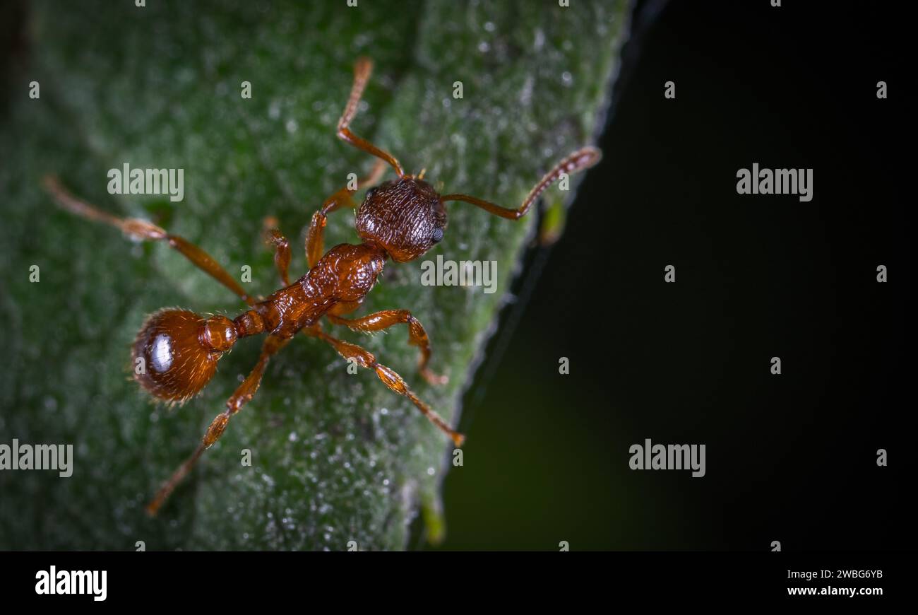 macro photo of red queen ant, portrait of ant colony,Closeup zoom in section of black and brown ants with shiny heads and legs Stock Photo
