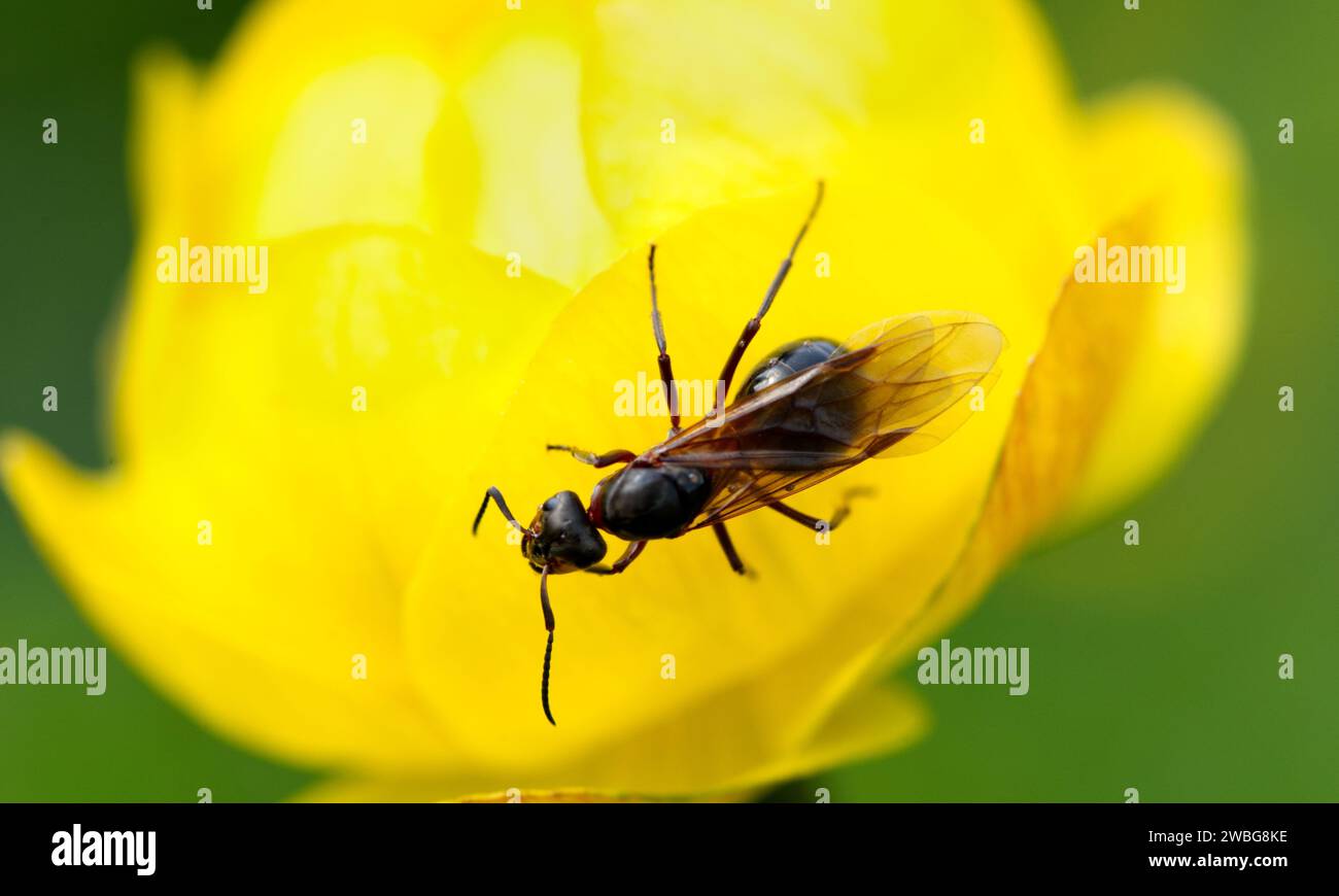 macro photo of red queen ant, portrait of ant colony,Closeup zoom in