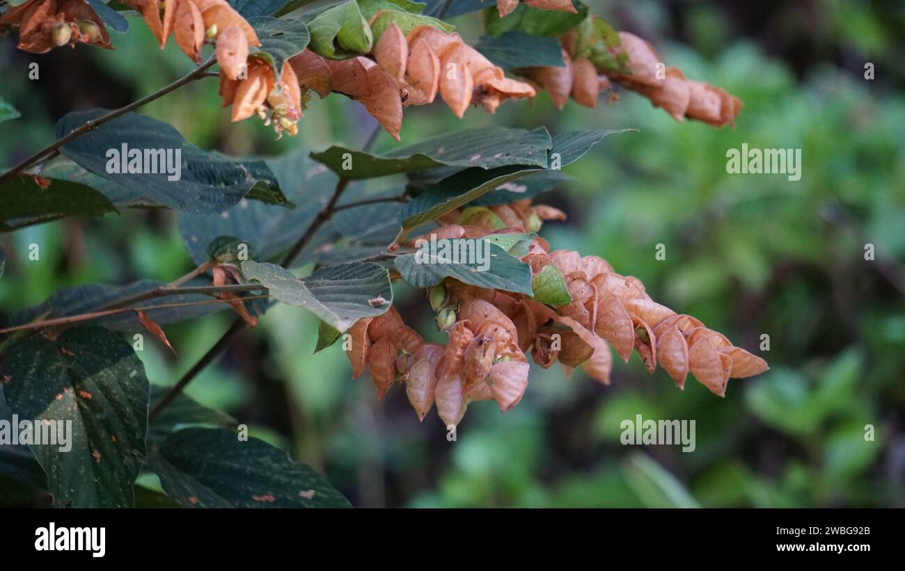 Flemingia strobilifera. In Indian subcontinent it is used as a traditional medicine to treat epilepsy, hysteria and fever Stock Photo