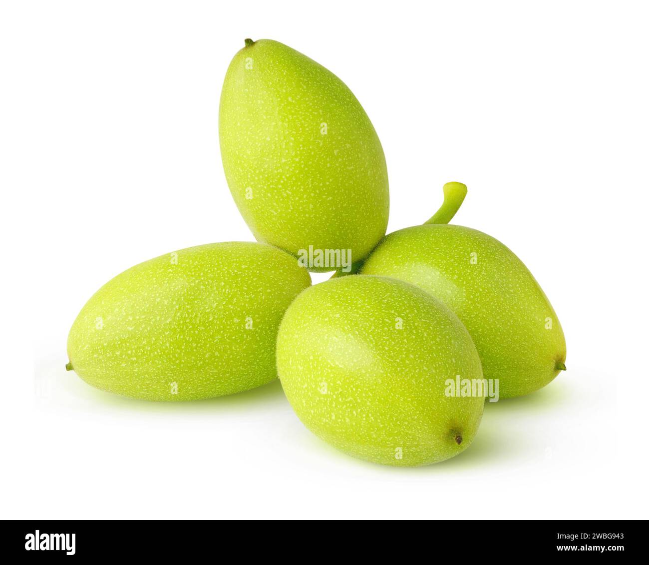 Walnut branch unripe white background hires stock photography and