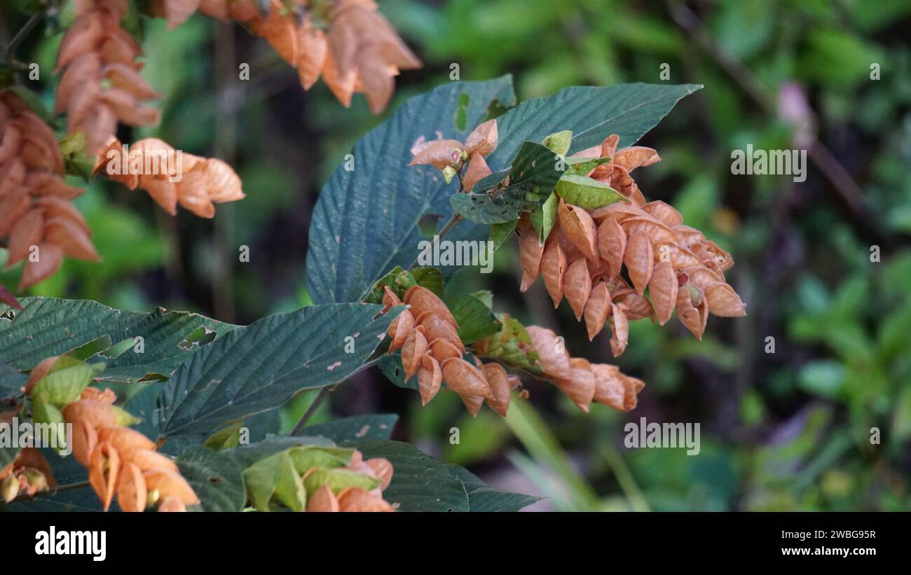 Flemingia strobilifera. In Indian subcontinent it is used as a traditional medicine to treat epilepsy, hysteria and fever Stock Photo