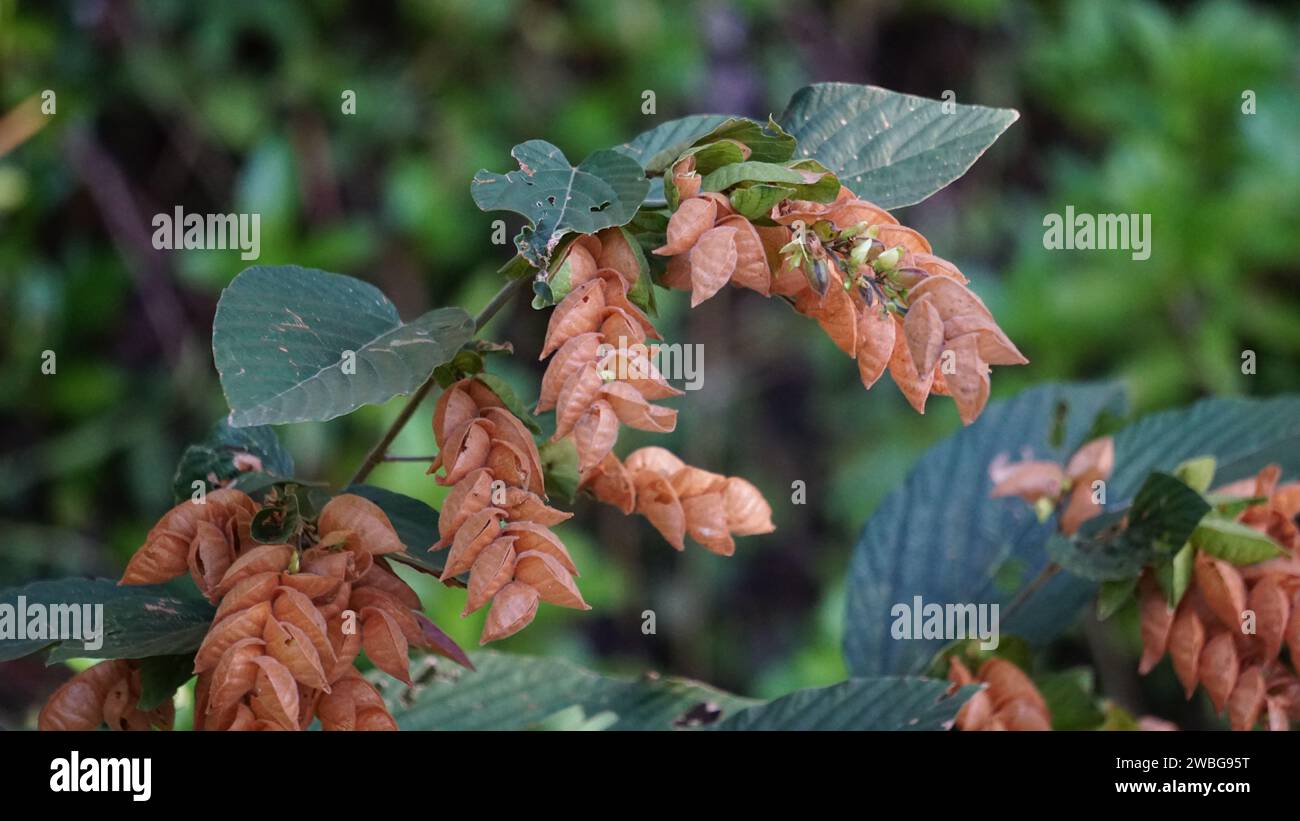 Flemingia strobilifera. In Indian subcontinent it is used as a traditional medicine to treat epilepsy, hysteria and fever Stock Photo