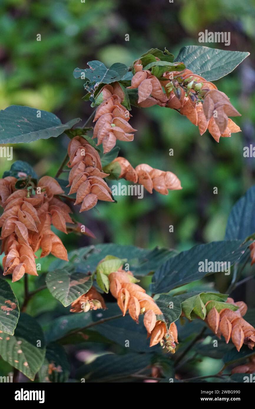 Flemingia strobilifera. In Indian subcontinent it is used as a traditional medicine to treat epilepsy, hysteria and fever Stock Photo