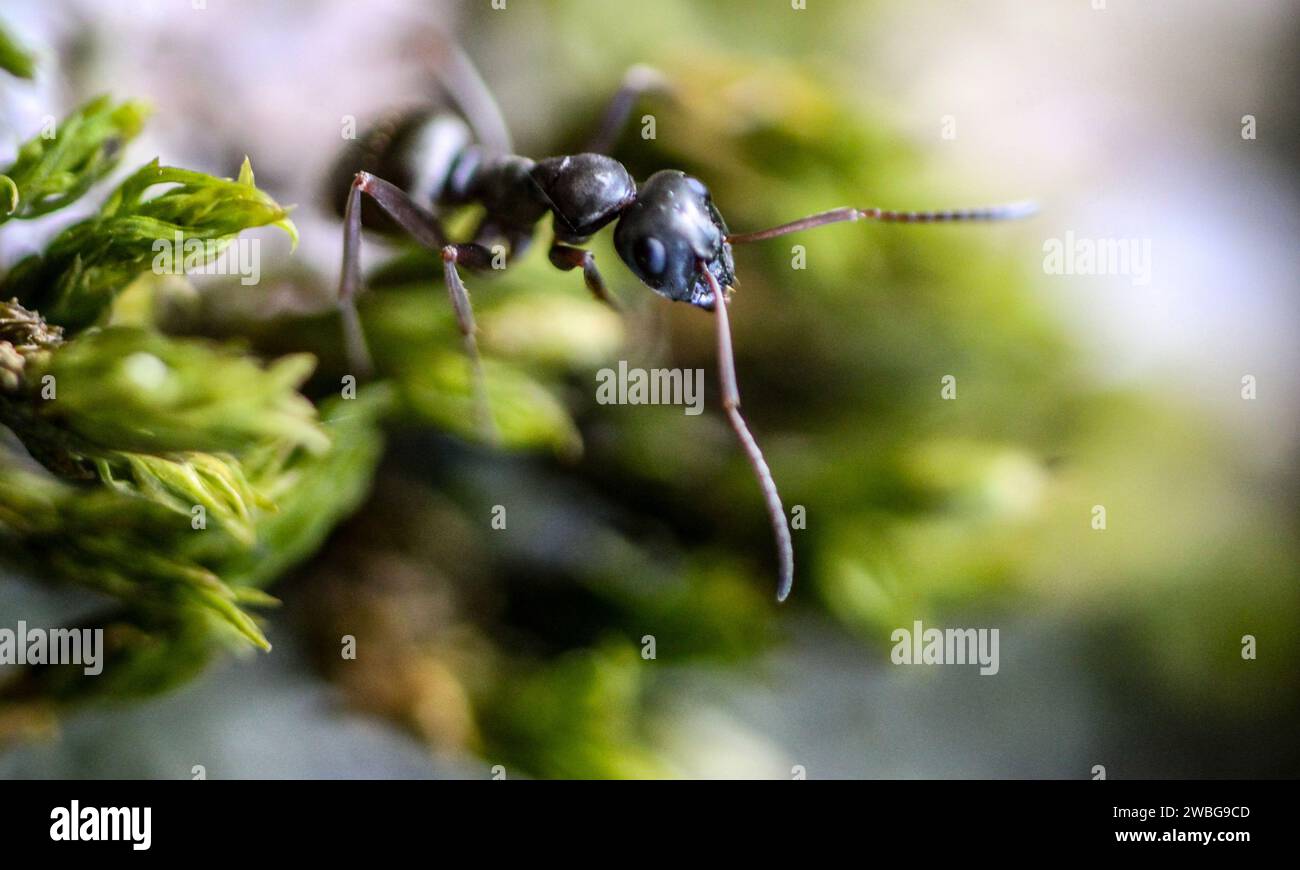 macro photo of red queen ant, portrait of ant colony,Closeup zoom in section of black and brown ants with shiny heads and legs Stock Photo