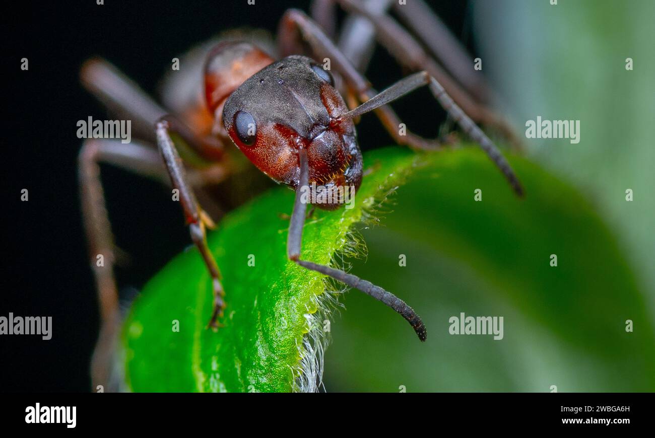 Ant teamwork in nature hi-res stock photography and images - Alamy