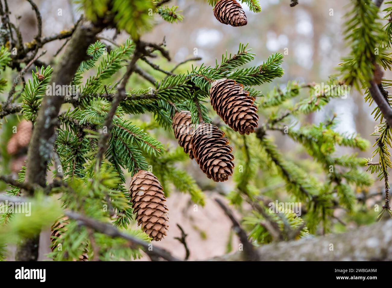 Mature fir cones hanging on green thorny branches Stock Photo