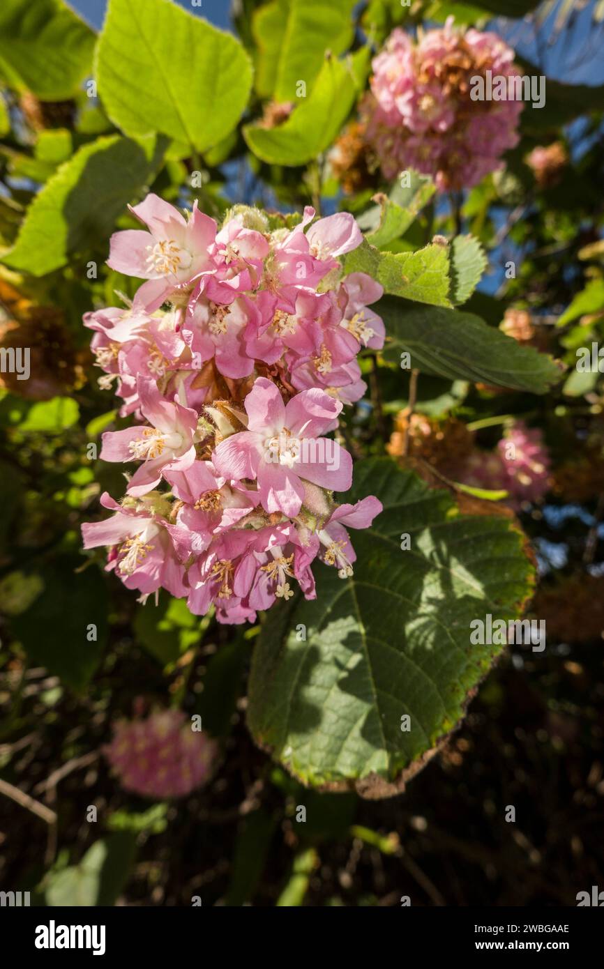 Dombeya wallichii - Blütenstand, Maspalomas. Gran Canaria, Spanien Stock Photo