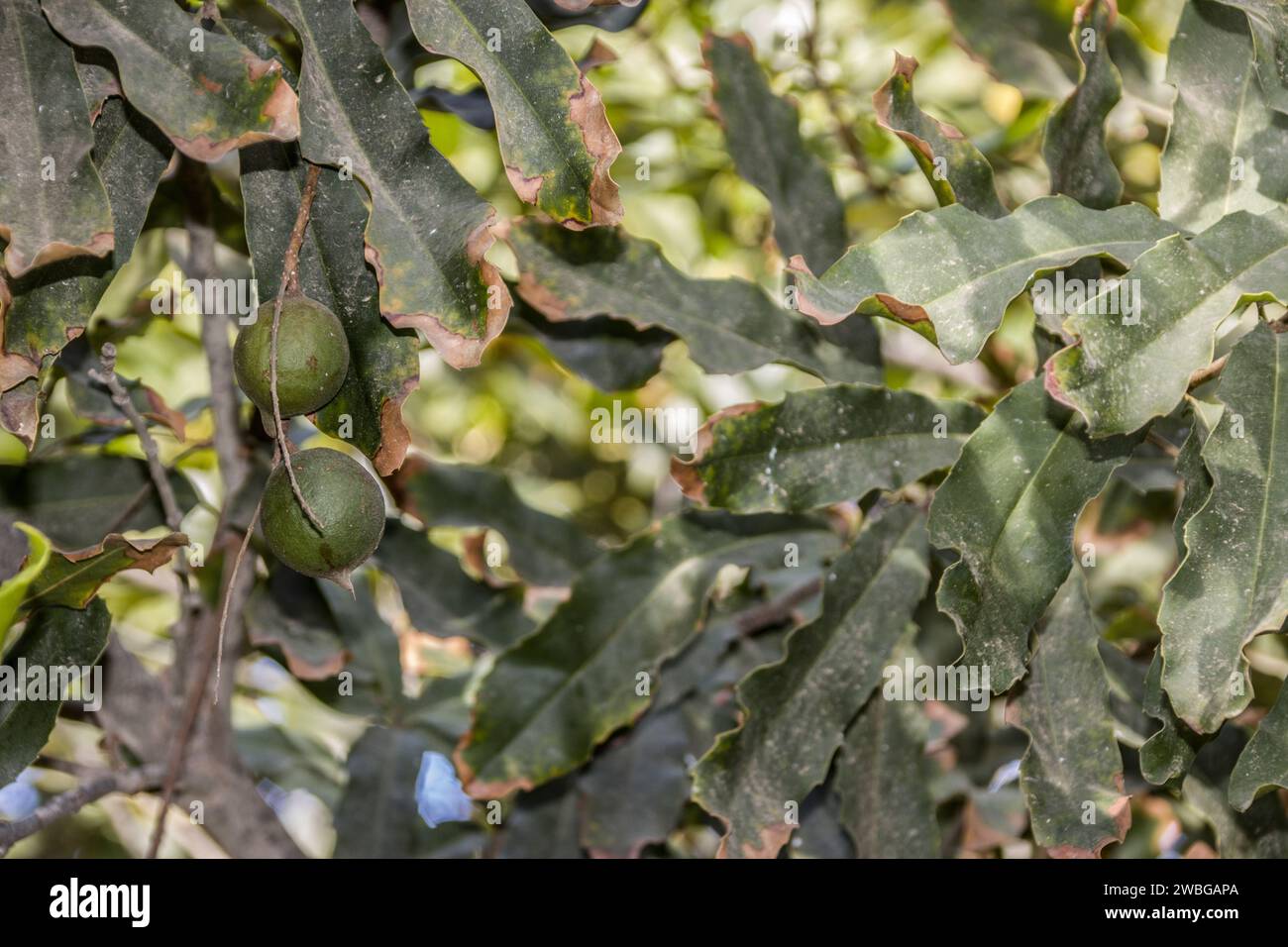 Feigenbaum (Ficus reticulata, Syn. Ficus sarmentosa) im botanischen Garten, Maspalomas, Gran Canaria, Spanien Stock Photo
