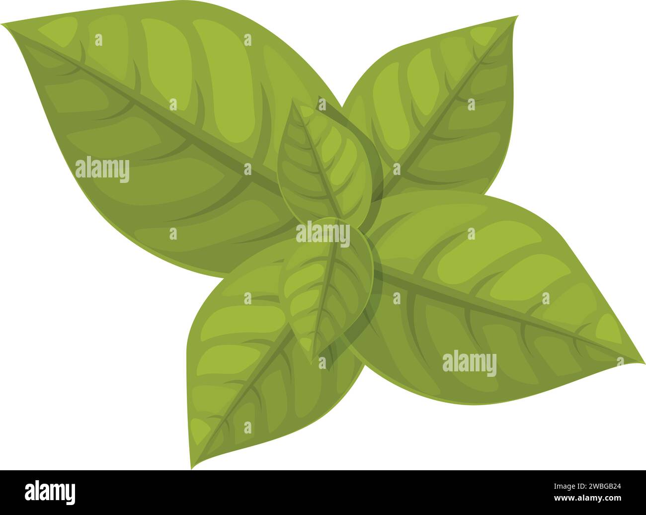Pesto leaf plant icon cartoon vector. Olive garlic. Cooking dish cup
